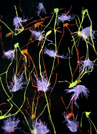 sinpi2011-02.jpg